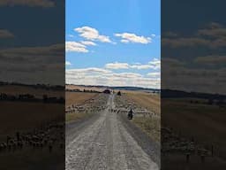 Moving lambs #animal #farming #sheepherding #sheepfarming #sheepranch #sheep #livestock #shear