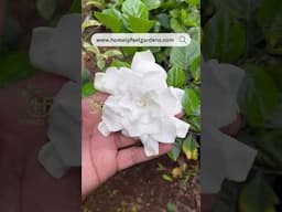 Gardenia Hybrid🤍 Visit www.homelyfeelgardens.com for orders💚