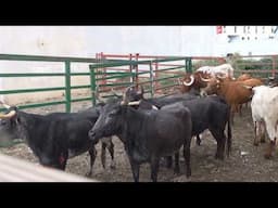 GANADERIA BRAVOS DE VALONSADERO EN LAS VENTAS (LA RIOJA )                  29- 06- 2024