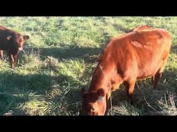 Cow/calf mob move onto fall fescue stockpiled grass that is still green and growing.