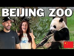 British tourists see Pandas for the first time 🇨🇳