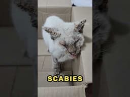 Scabies...