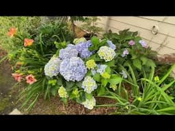 Hydrangeas Blooming In My Eastside Garden Pt 1 // July 2024