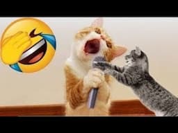 Hilarious Cat Videos You CAN'T Watch Without Laughing #funnycat @Funniest-8