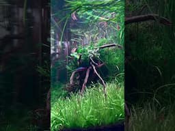 PLANTED AQUARIUM 300 DAYS OLD WITHOUT CO2 | All Detail videos of this aquascape are listed below