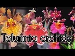 TOLUMNIA ORCHIDS NEW SETUP MAINTENANCE AND CARE TIPS