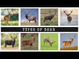 Types of deer and how to tell the difference! The most popular species of deer!