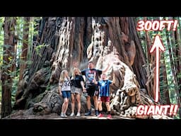 New Zealand Family see America's GIANT Redwood Trees for the first time! (WE FELT SO SMALL!)