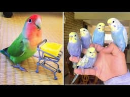 Smart And Funny Parrots Parrot Talking Videos Compilation (2024) - Cute Birds #63