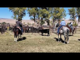 Tatum Ranch Roping Clinic Highlights