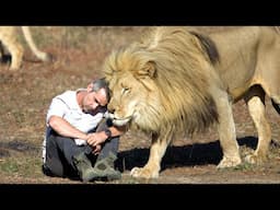 What Does it Take to CARE for LIONS? | The Lion Whisperer