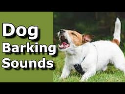 Dog Barking Sounds (See How Your Dog REACTS) #prankyourdog #dog #dogs