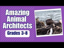 Amazing Animal Architects: Science Video for Kids