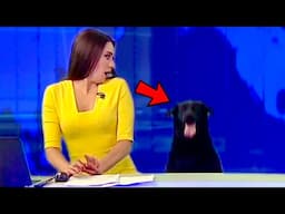 Best Dogs News Bloopers