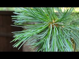 Limber Pine — NEW EASTERN WHITE PINE ALTERNATIVE 🌲