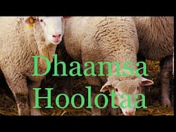 Dhaamsa Hoolota Re’ee wajji bobbahuu