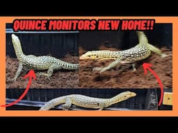 YELLOW QUINCE MONITOR LIZARD NEW HOME!!!