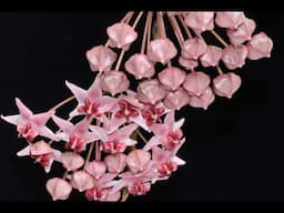 Flowering Hoya Through Day Length Manipulation