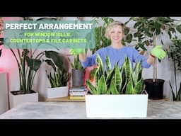 Sansevieria Arrangement - Perfect For Windowsills, Countertops & File Cabinets