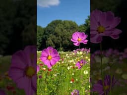 A must-visit Flower Park.🌸Cosmos Flowers in Fall.