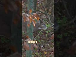 Stay hidden from those sneaky bucks! #deer #deerhunting @OzonicsHunting1