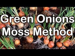 Effortless Green Onions at Home: A No-Mess, No-Fuss Moss Method!