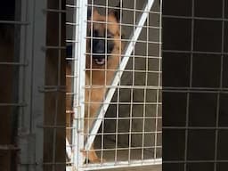 German shepherds in kennel #germanshepherd #dog #shorts