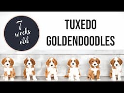 Red and White Tuxedo Mini Goldendoodles | LottieXMac