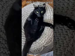 funny cats 😂 episode 114 #shorts