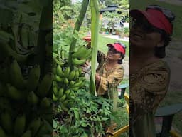 Organic bananas 🍌 Key Largo Garden Farm