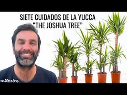 SIETE CUIDADOS Y CUIRIOSIDADES DE LA YUCA: yucca elephantipes || en20metros