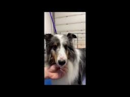 Sheltie Grooming part 5