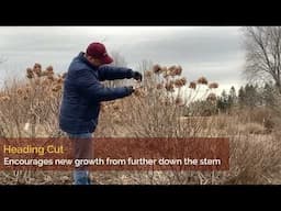 Pruning Hydrangeas: Equipment, techniques and timing