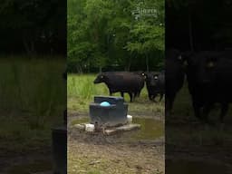 Herd Moving Techniques!