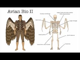 Worldbuilding | Avian-human Biology pt 2: Qyaalyon have a weird relationship with their wings