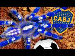 💙 LA TARANTULA DE BOCA JUNIORS 💛 | Araña Bostera ⚽ | *DALE BOQUITA* | Tomas Pasie