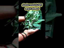 1 ರೂಪಾಯಿ ಖರ್ಚಿಲ್ಲದೆ ಕೂದಲು ಉದುರುವಿಕೆ ತಡೆಗಟ್ಟಿ! Hairloss Solution #shorts #lifehacks #tips #hairloss