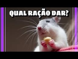 O que o RATO TWISTER come? Ração correta para ratos 🐭