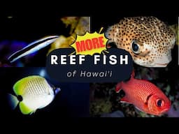 Top 20 MORE Reef Fish found in Hawaii!