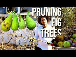 How to Prune OVERGROWN & TALL Fig Trees