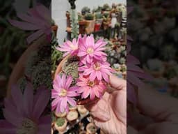 Rebutia pink Sensation 🌸 | bikolanahardinera #shortvideo #cactus #rebutia