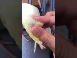 Cockatiel cuddle and grooming