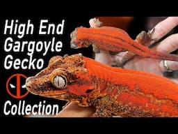 Red Gargoyle Gecko Collection Tour!