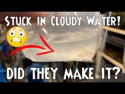 MY FISH GAVE BIRTH IN THE MAIL!! - Guppy Fry Stuck In Cloudy Water