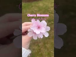 🌸Cherry Blossoms in Cornwall Park, Auckland 🥹🥰