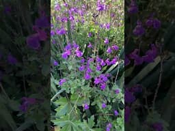 Salvia 'Mes Azur' - autumn sage that blooms from spring till frost #perennials  #plants #shorts