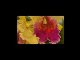 Cattleya Daniris ´La Tuilerie´ a Vacherot cross from the 60s with dowiana in its heritage.