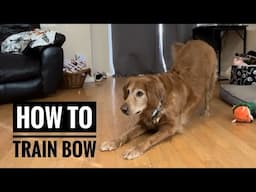 How to train your dog to bow