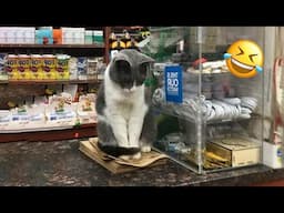 😱 It's To LAUGH When Watching This Video Of The FUNNIEST CATS On Earth 😱 - Funny Cats Life