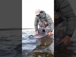 Rio Gallegos - Home to the biggest Sea Trout in the world. 🌎🎣🇦🇷